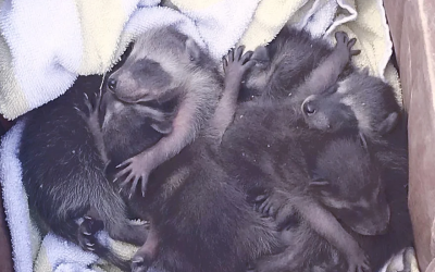 Baby Raccoons