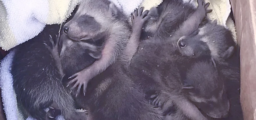 Baby Raccoons