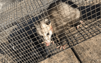 Opossum