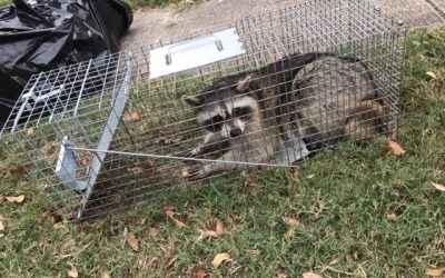 Raccoon Trapped