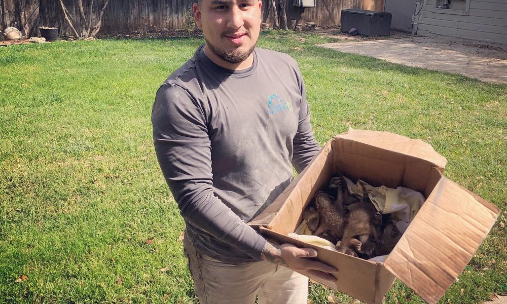 Service Team With Baby Raccoons2