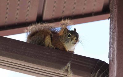 squirrel-removal-emergency